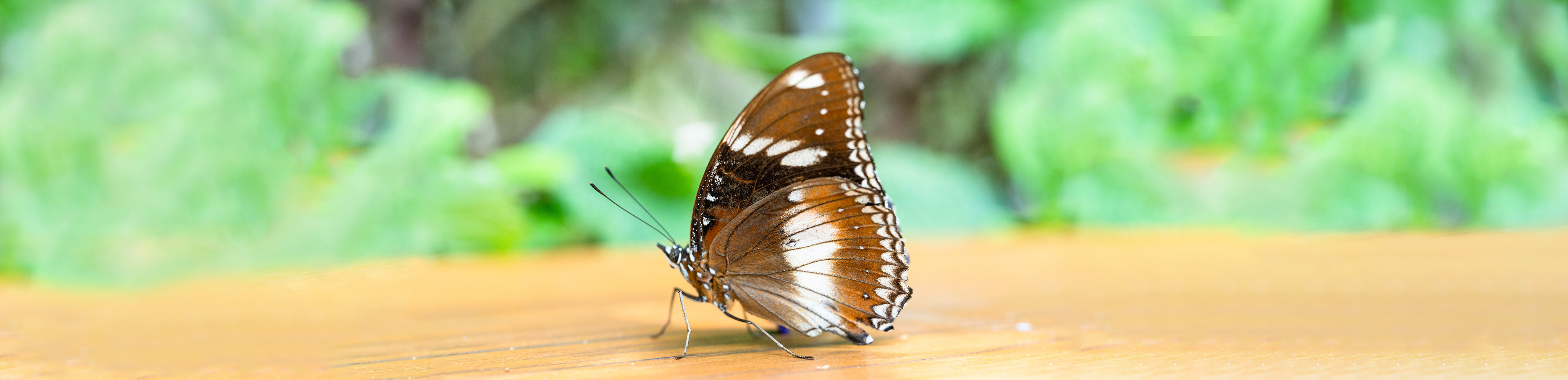 brown butterfly